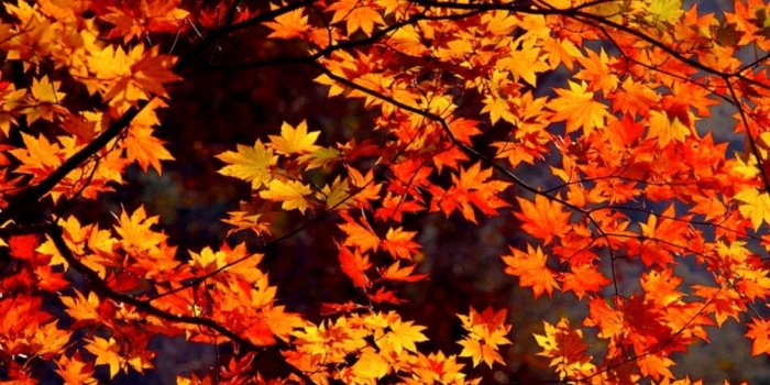 1140x697 Desktop Wallpaper Autumn | Funny Wallpapers