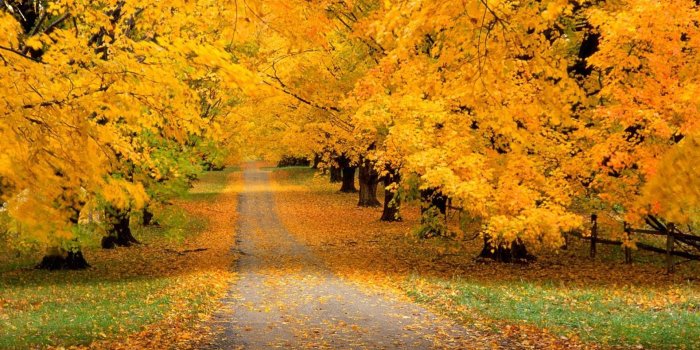 1920x1440 Nature - Autumn Desktop Wallpaper pics. #7 | fall | Autumn trees