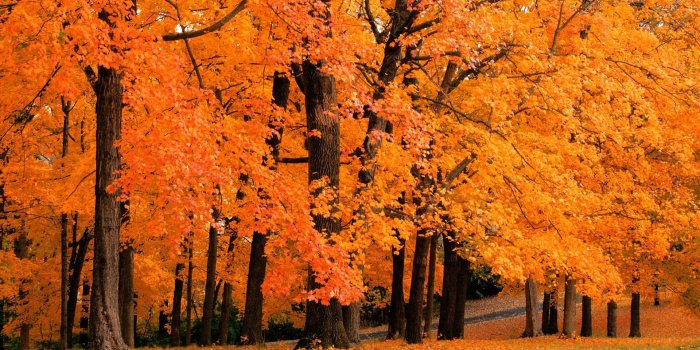 1920x1200 46+] Cute Fall Wallpaper Backgrounds on WallpaperSafari