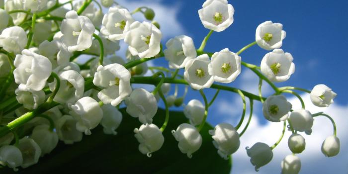 2560x1600 Lily Of The Valley Flower ❤ 4K HD Desktop Wallpaper for 4K Ultra HD