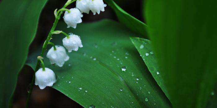 2560x1540 Lily Of The Valley Wallpaper | Wallpapers | Lily of the valley