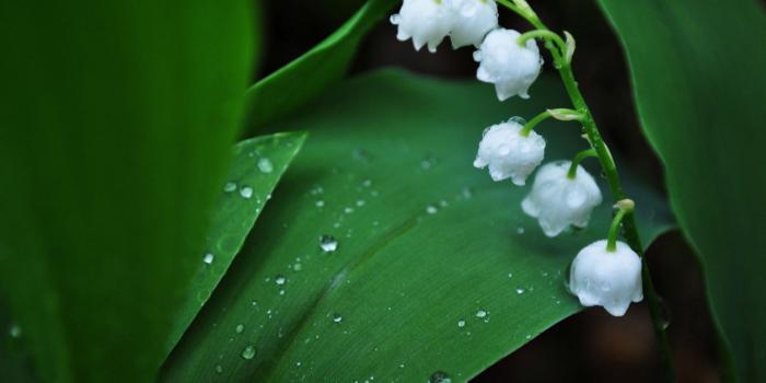 2880x1800 Dew Drops on Lily Of The Valley wallpaper - Flower wallpapers - #28789