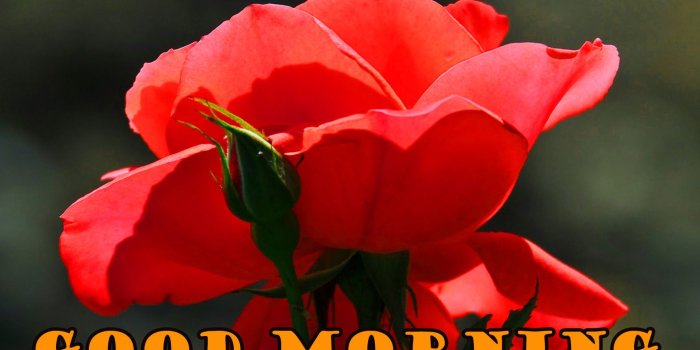 1613x1043 472+ Good morning red rose images Wallpaper Pics for girlfriend & Wife