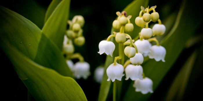 2560x1600 Lily Of The Valley Wallpapers