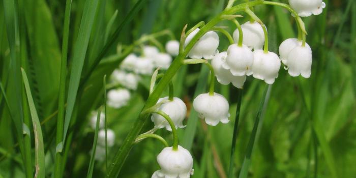 2560x1600 Lily of the valley [10] wallpaper - Flower wallpapers - #37325