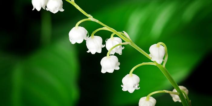 1280x853 Photo flower Lilies of the valley Closeup