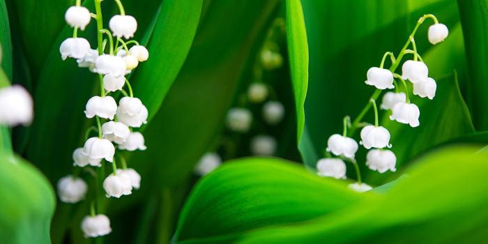 1280x810 Image Flowers Lilies of the valley Closeup
