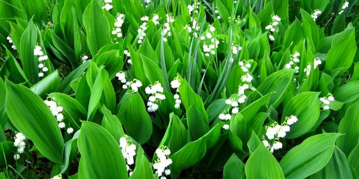 2048x1536 1421019 2048x1536 free desktop backgrounds for lily of the valley