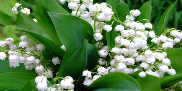1920x1200 63+] Lily Of The Valley Wallpaper on WallpaperSafari
