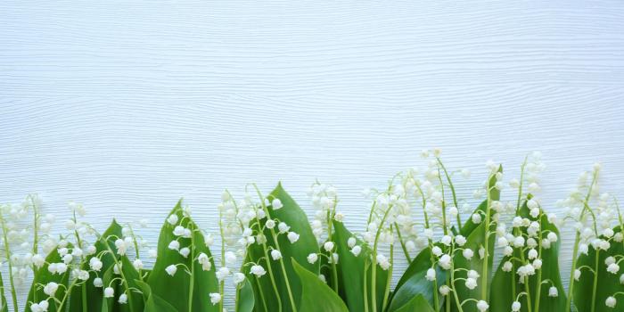 3840x2400 Desktop Wallpapers Flowers Lilies of the valley 3840x2400