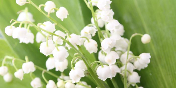 3840x2160 Lily Of The Valley ❤ 4K HD Desktop Wallpaper for 4K Ultra HD TV