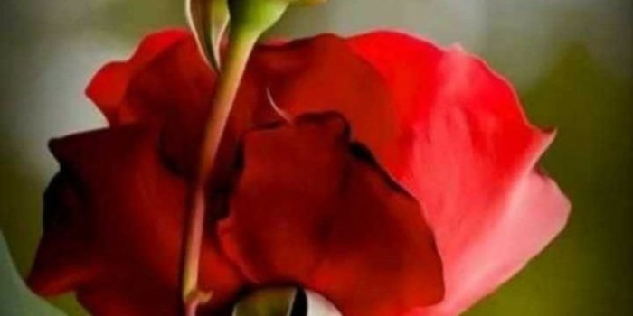 783x1024 Beautiful Red Rose Good Morning Images - Red Rose Beautiful Good