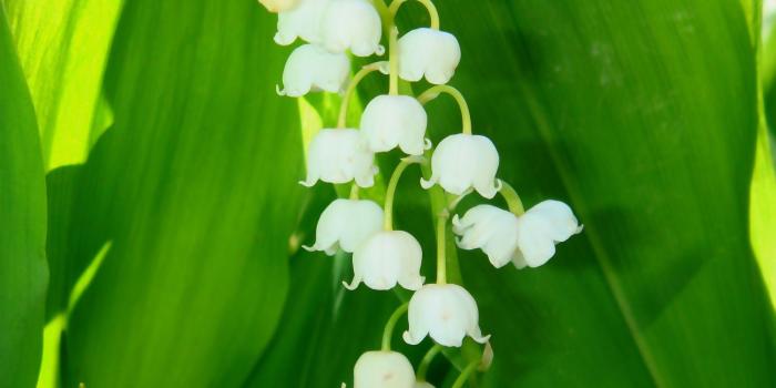 1920x1200 Lily of the valley [6] wallpaper - Flower wallpapers - #11777
