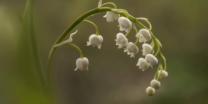 1332x850 Wallpaper flower, macro, Lily of the valley images for desktop
