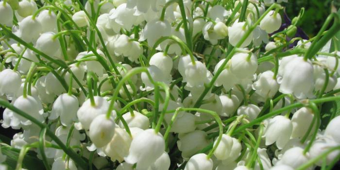 2272x1704 1421011 2272x1704 hd wallpaper lily of the valley | Earth | Tokkoro