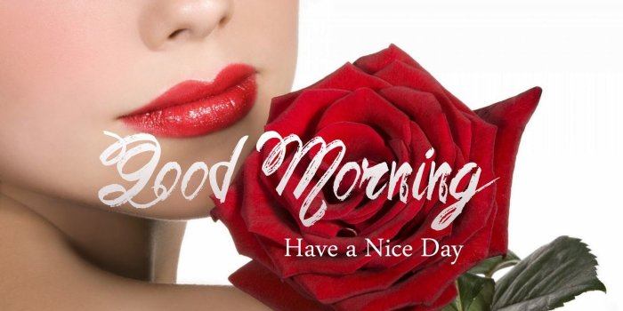 1593x853 Free Hd Red Rose Good Morning Wallpapers Download