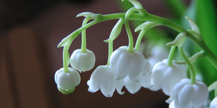 1920x1200 Best 33+ Lily of the Valley Desktop Backgrounds on HipWallpaper