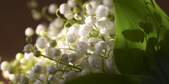 1920x1080 Lily Of The Valley Wallpapers High Quality | Download Free