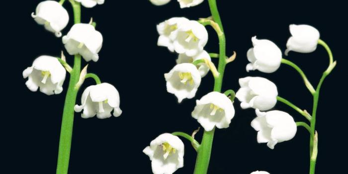 1280x1024 1280x1024 Lily of the valley desktop PC and Mac wallpaper