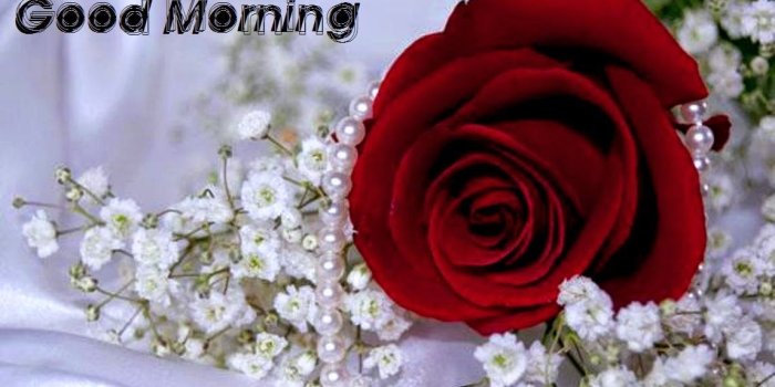 1146x768 Girlfriends Good Morning Red Rose Wallpapers Download - Natural