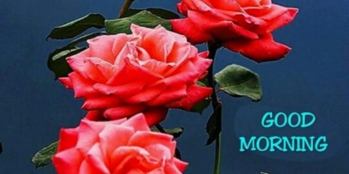 1024x996 Awesome Good Morning Images With Rose Flowers Download - Rose Flower