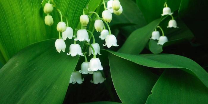 1920x1440 13 Lily Of The Valley HD Wallpapers | Background Images - Wallpaper