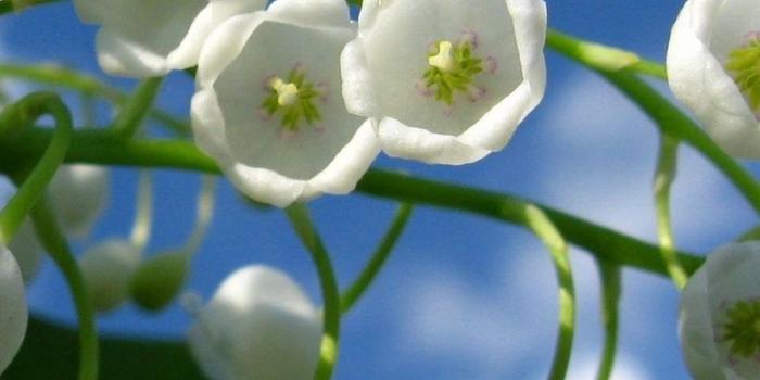 800x1420 Download wallpaper 800x1420 lily of the valley, bells, green, sky