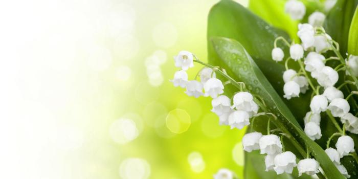 1920x1546 Lily Of The Valley Wallpapers (30) | WallpapersExpert Journal