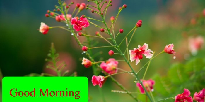 1440x900 Good Morning Red Flower Hd Wallpapers – HAPPY WONDER WORLD