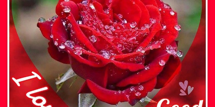 1600x1633 Rose Good Morning Wallpaper Group (50+), HD Wallpapers