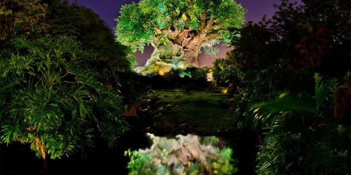 2000x1511 Tree of Life Desktop Wallpaper (56+ images)