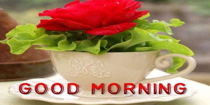 1280x720 Good Morning Wishes With Red Rose | 9to5animations.com - HD