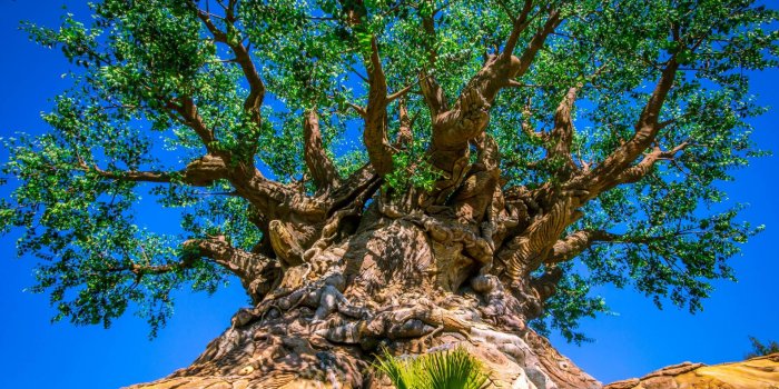 1920x1200 Download Tree of Life at Disneys Animal Kingdom Computer Wallpapers