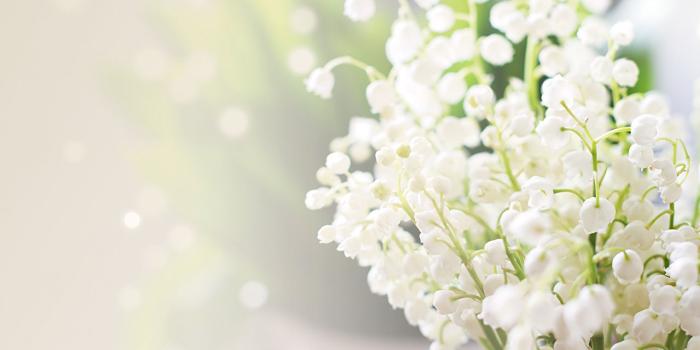 1280x853 Photo White Flowers Lilies of the valley