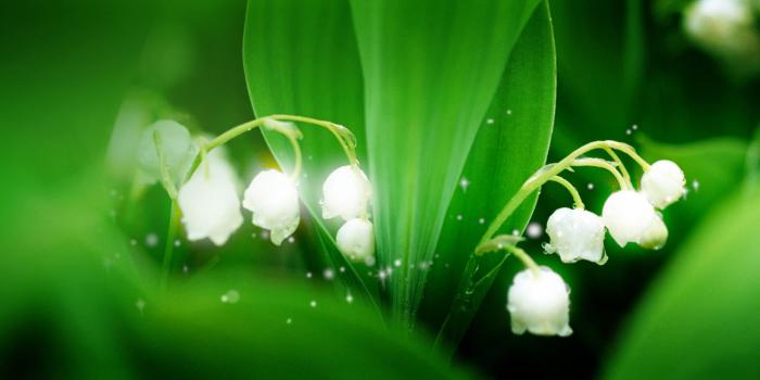 2560x1440 Lily Of The Valley Wallpapers (100+ images in Collection) Page 2
