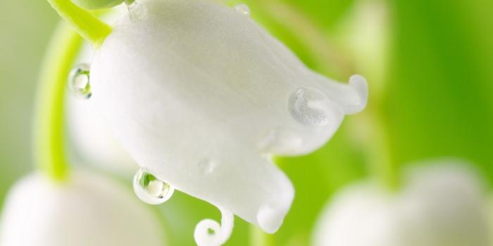 1600x900 Lily Valley Flower | Rose Pictures