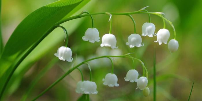 1920x1277 lily of the valley | Lily Of The Valley Wallpaper HD Download | 2018