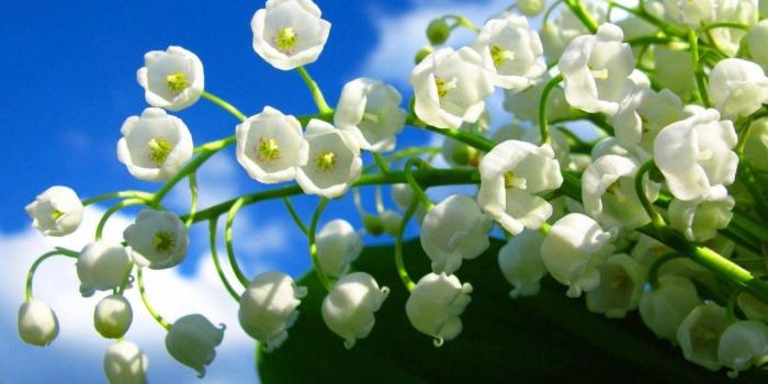 1280x720 Lily Of The Valley Wallpaper 8 - 1680 X 1050