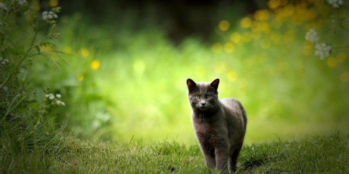 1810x1283 Animal Wallpapers, Animal Kingdom, Desktop Images, Free Wallpapers