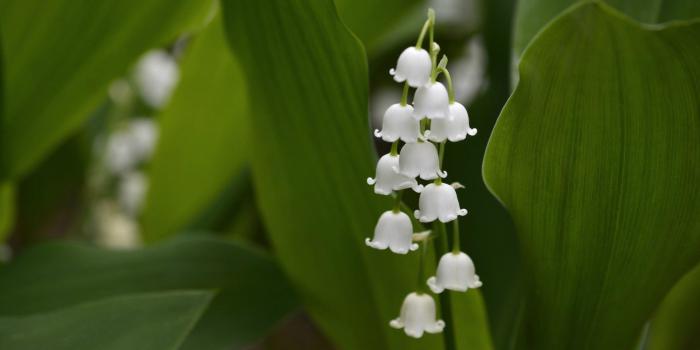 1913x1054 Flowers: Lily Valley Flowers White Leaves Image for HD 16:9 High