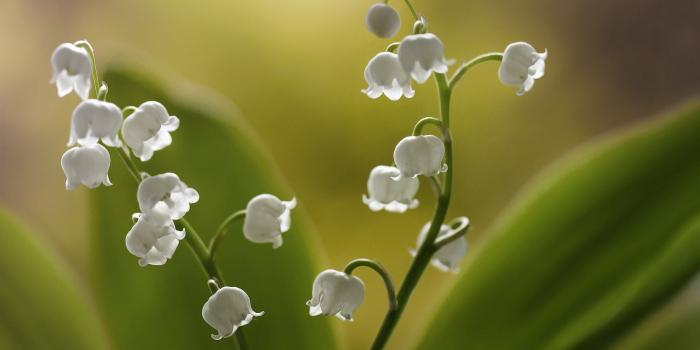 1920x1200 4K Lilies Of The Valley Wallpapers High Quality | Download Free
