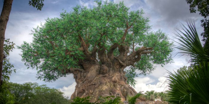 2560x1706 48+] Tree of Life Desktop Wallpaper on WallpaperSafari