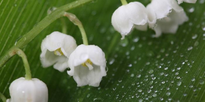 1920x1200 Lily of the valley [4] wallpaper - Flower wallpapers - #11351