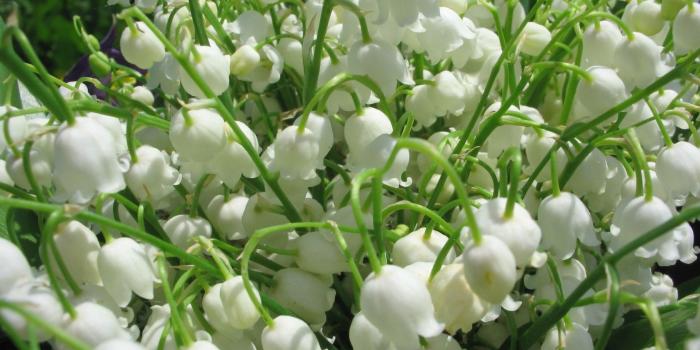 1680x1050 Free download Lilies of the valley wallpaper 28560 [1680x1050] for