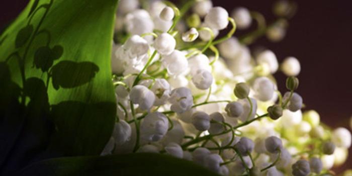 1600x1000 Flower: Lily Valley Beautiful Flowers Spring Green Nature Flower