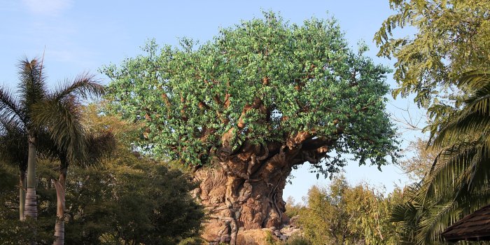 2560x1440 65+ Tree of Life Wallpapers - Download at WallpaperBro