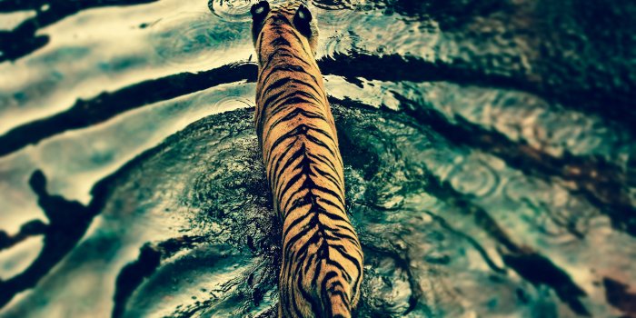 2880x1800 Tiger in Disney's Animal Kingdom Wallpapers | HD Wallpapers | ID #12825