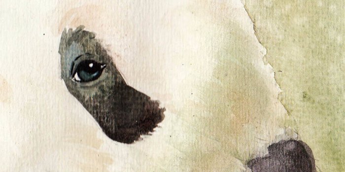 1080x1920 11 Cute Panda Wallpapers for iPhone With 1920x1080 Resolution