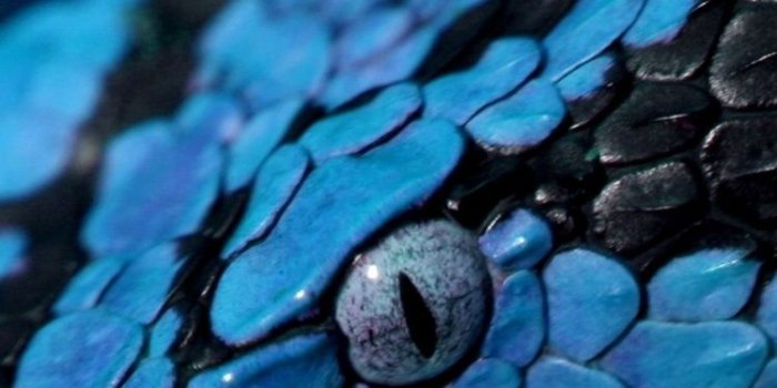 750x1334 IPhone 6 Snake Wallpapers HD, Desktop Backgrounds 750x1334