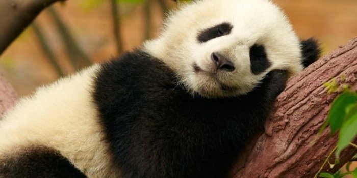 750x1334 Cute panda bear sleep, rest, tree, zoo 750x1334 iPhone 8/7/6/6S